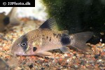 hoplisoma panda hoplisoma panda