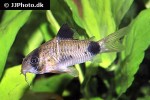 hoplisoma panda hoplisoma panda