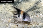 hoplisoma parallelum hoplisoma parallelum