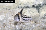 hoplisoma parallelum hoplisoma parallelum
