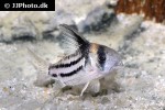 hoplisoma parallelum hoplisoma parallelum