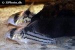 hoplisoma parallelum hoplisoma parallelum