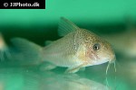 hoplisoma polystictum hoplisoma polystictum