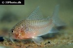 hoplisoma polystictum hoplisoma polystictum