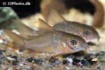hoplisoma polystictum hoplisoma polystictum