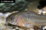 hoplisoma polystictum hoplisoma polystictum