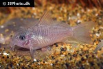hoplisoma polystictum hoplisoma polystictum