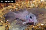 hoplisoma polystictum hoplisoma polystictum