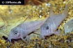 hoplisoma polystictum hoplisoma polystictum