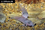 hoplisoma polystictum hoplisoma polystictum