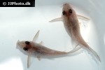 hoplisoma polystictum hoplisoma polystictum