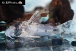 hoplisoma rikbaktsa hoplisoma rikbaktsa