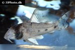 hoplisoma rikbaktsa hoplisoma rikbaktsa