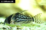 hoplisoma schwartzi hoplisoma schwartzi