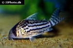 hoplisoma schwartzi hoplisoma schwartzi