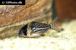 hoplisoma schwartzi hoplisoma schwartzi