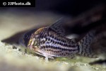 hoplisoma schwartzi hoplisoma schwartzi