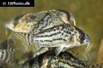 hoplisoma schwartzi hoplisoma schwartzi