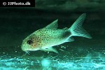 hoplisoma simile hoplisoma simile