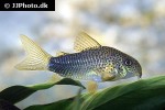 hoplisoma simile hoplisoma simile