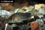 hoplisoma simile hoplisoma simile