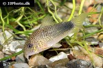 hoplisoma simile hoplisoma simile
