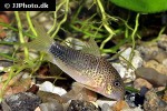 hoplisoma simile hoplisoma simile