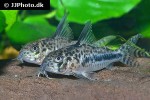 hoplisoma sipaliwini hoplisoma sipaliwini