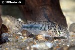 hoplisoma sipaliwini hoplisoma sipaliwini