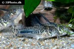 hoplisoma sipaliwini hoplisoma sipaliwini