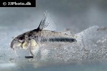 hoplisoma sipaliwini hoplisoma sipaliwini