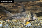 hoplisoma species c003 hoplisoma species c003