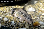 hoplisoma species c003 hoplisoma species c003