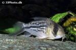 hoplisoma species c003 hoplisoma species c003
