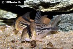hoplisoma species c003 hoplisoma species c003