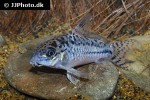 hoplisoma species c019 hoplisoma species c019