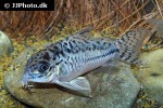 hoplisoma species c019 hoplisoma species c019
