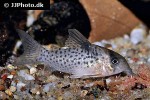 hoplisoma species c021 hoplisoma species c021