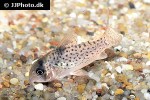 hoplisoma species c021 hoplisoma species c021
