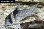 hoplisoma species c030 hoplisoma species c030