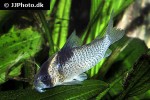 hoplisoma species c030 hoplisoma species c030