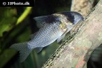 hoplisoma species c030 hoplisoma species c030