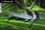hoplisoma species c030 hoplisoma species c030