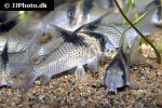 hoplisoma species c030 hoplisoma species c030