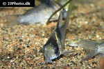 hoplisoma species c030 hoplisoma species c030