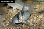 hoplisoma species c030 hoplisoma species c030