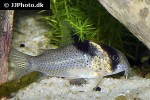 hoplisoma species c030 hoplisoma species c030