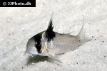 hoplisoma species c030 hoplisoma species c030