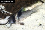 hoplisoma species c030 hoplisoma species c030