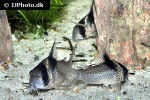 hoplisoma species c030 hoplisoma species c030